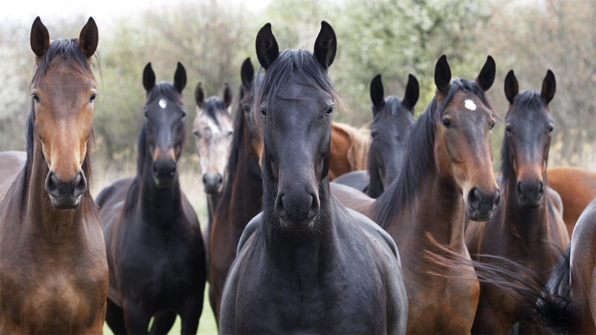 Horses looking at camera