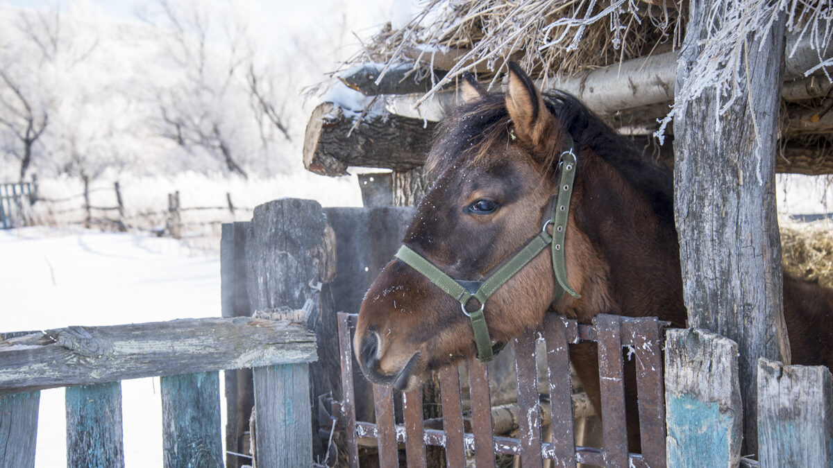 Red horse stands in pen rural barn