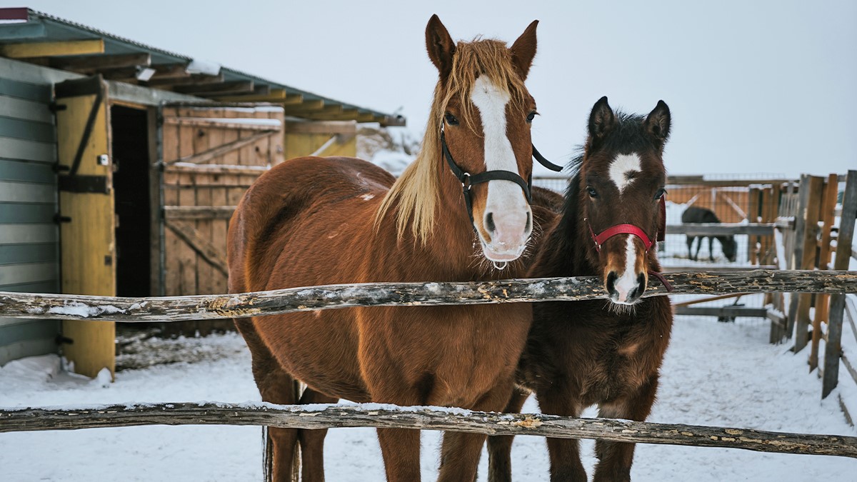 Pflege im Winter 2025